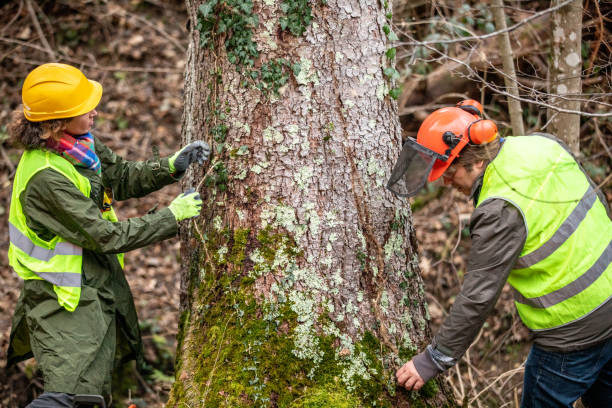 Best Tree Health Inspection  in White Oak, OH